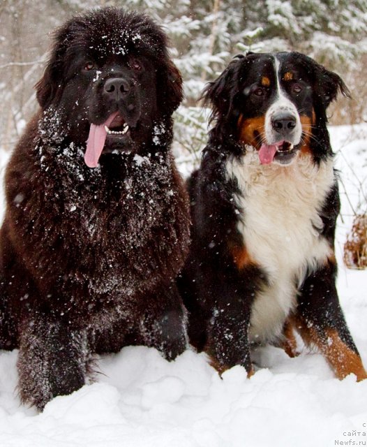 Фото: [d10434:Сенечка] и Эничка