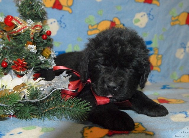 Фото: ньюфаундленд Sent Djons YUpiter (Сент Джонс Юпитер)