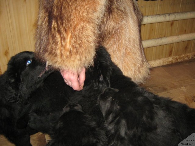 Фото: ньюфаундленд YUnona (Юнона)