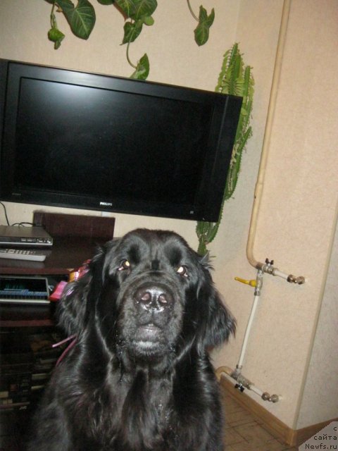 Фото: ньюфаундленд YUnona (Юнона)