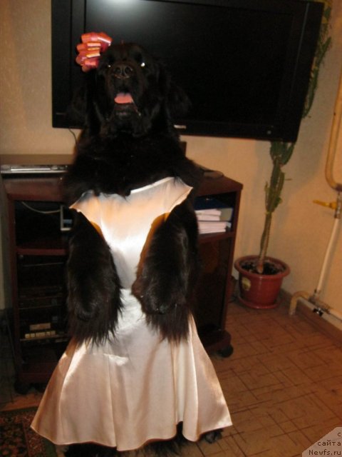 Фото: ньюфаундленд YUnona (Юнона)