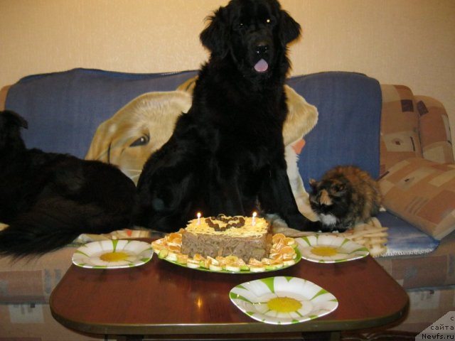 Фото: ньюфаундленд YUnona (Юнона)