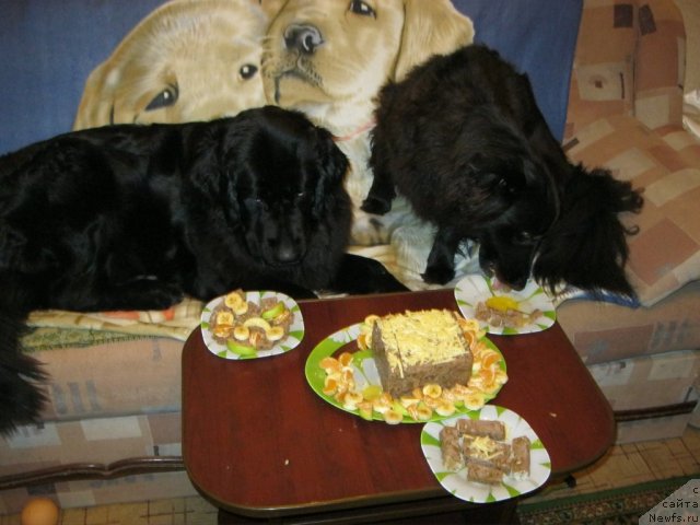 Фото: ньюфаундленд YUnona (Юнона)