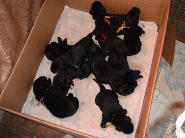 Фотография № 83714