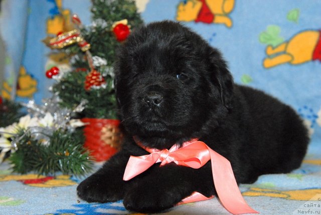 Фото: ньюфаундленд Sent Djons YUna (Сент Джонс Юна)