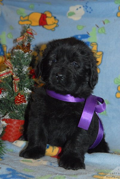 Фото: ньюфаундленд Sent Djons YU May Lav (Сент Джонс Ю Май Лав)