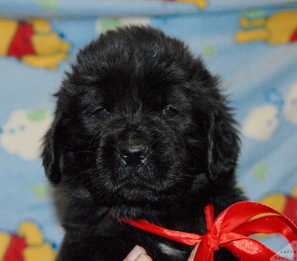 Фото: ньюфаундленд Sent Djons YUgra (Сент Джонс Югра)