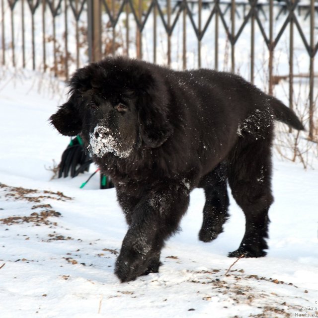 Фотография № 83766