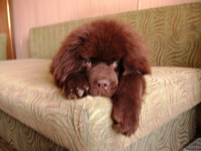 Фото: ньюфаундленд Akvatoriya Kelvin Selebreyshn (Акватория Келвин Селебрейшн)