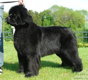 Фото: ньюфаундленд Diamond Nixie for Apachees Home Wichrowe Laki