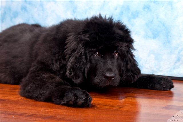 Фотография № 83785