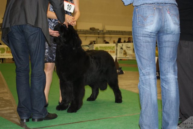 Фото: ньюфаундленд Steven Without Flattery Devoted