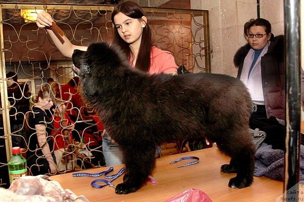 Фото: ньюфаундленд Kiper Soul Layon Hyeert (Кипер Соул Лайон Хэерт)