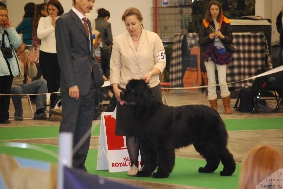 Фото: ньюфаундленд I'm Royal Iris Midnight Bear, Ol'ga Zalivako (Ольга Заливако)