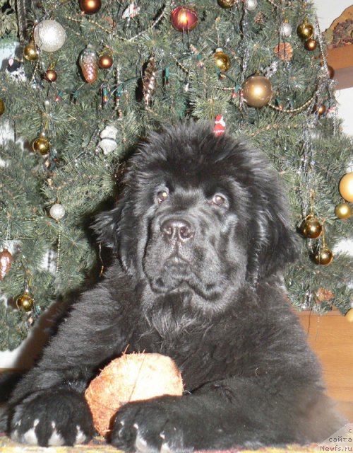 Фотография № 83810