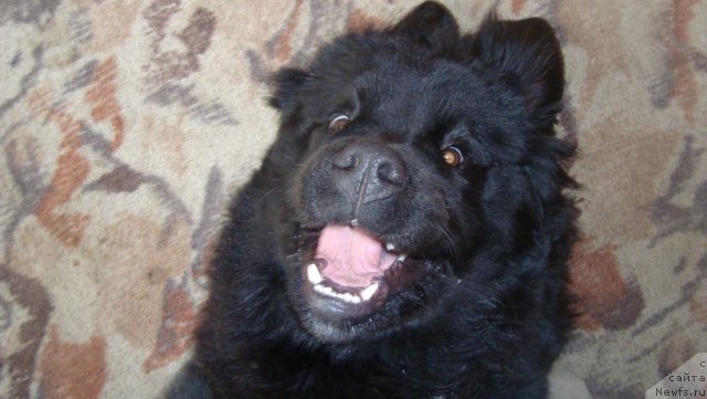 Фото: ньюфаундленд Passia Korolya iz Medvejyego Yara (Пассия Короля из Медвежьего Яра)