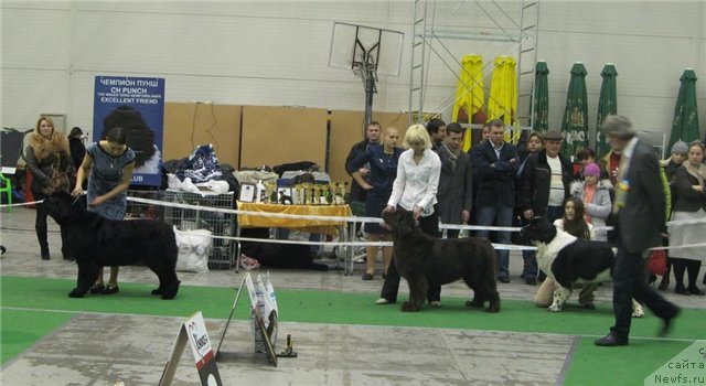 Фото: ньюфаундленд Skippers Upsy Daisy, ньюфаундленд Oktjabrina s Berega Dona (Октябрина с Берега Дона), YUliya Tokarchuk (Юлия Токарчук), ньюфаундленд Aleze Beautiful Princess Aqua Pearl, Inna Sevidova (Инна Севидова)