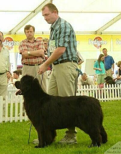 Фото: ньюфаундленд Warta Lida Wichrowe Laki