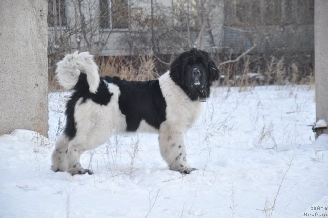 Фото: ньюфаундленд Kara Aular Baltazar Bonavista (Кара Аюлар Балтазар Бонависта)