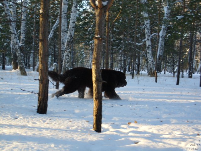Фото: ньюфаундленд CHernyiy SHarm Amber Best Dog FO Marleon (Черный Шарм Амбер Бест Дог ФО Марлеон)