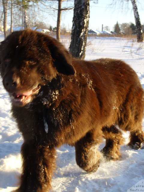 Фото: ньюфаундленд CHernyiy SHarm Amber Best Dog FO Marleon (Черный Шарм Амбер Бест Дог ФО Марлеон)