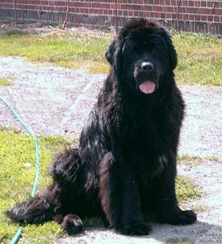 Фото: ньюфаундленд Warta Lida Wichrowe Laki