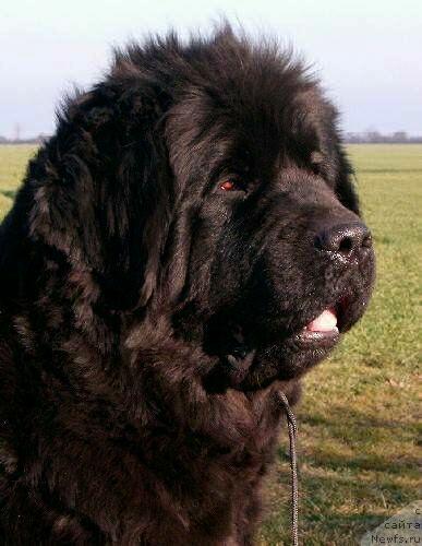 Фото: ньюфаундленд Warta Lida Wichrowe Laki