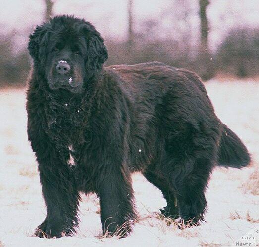 Фото: ньюфаундленд Halszka Kniaziowna Wichrowe Laki