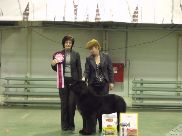 Фото: ньюфаундленд Jelannaya Moya (Желанная Моя)