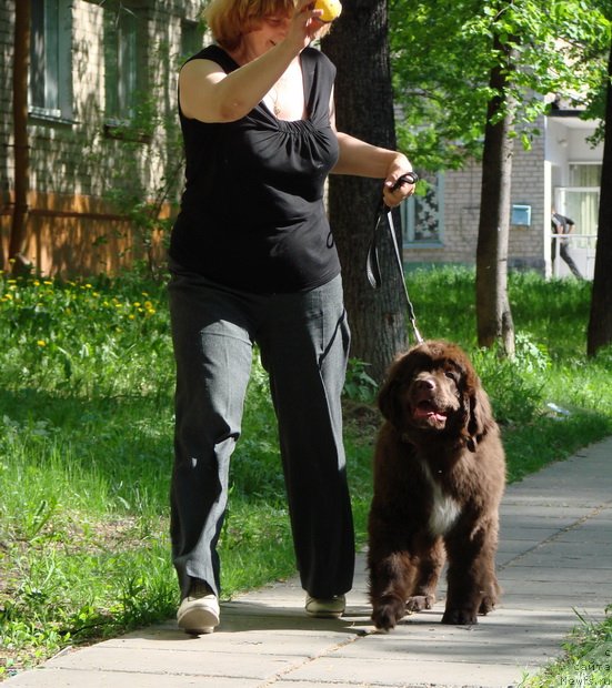 Фото: ньюфаундленд Obush SHed YAntarnyiy Poceluy (Обуш Шед Янтарный Поцелуй), Svetlana Panchenko (Светлана Панченко)
