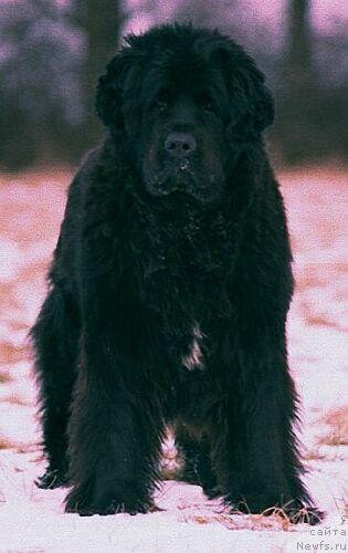 Фото: ньюфаундленд Halszka Kniaziowna Wichrowe Laki