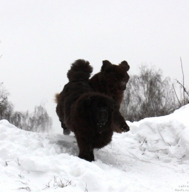 Фото: ньюфаундленд CHansi iz Zolotogo Treugol'nika (Чанси из Золотого Треугольника), ньюфаундленд Chernyi Sharm Angel'skaya Krasota (Черный Шарм Ангельская Красота)