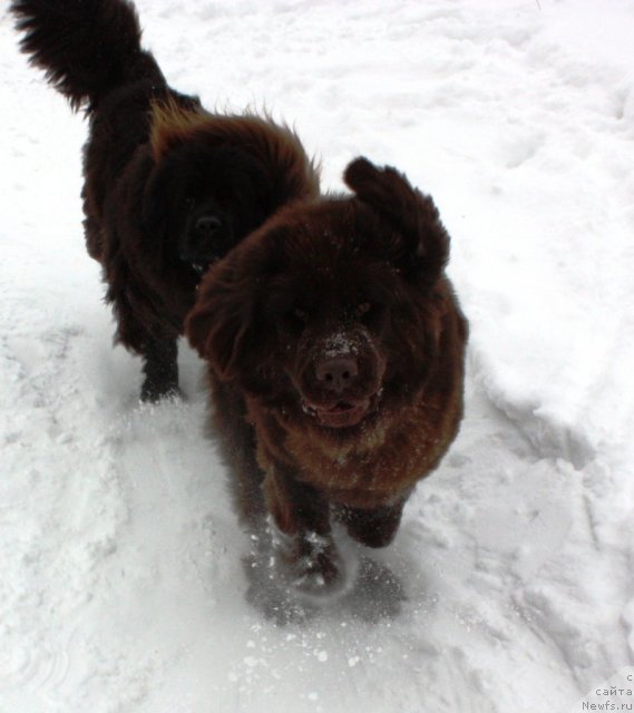 Фото: ньюфаундленд CHansi iz Zolotogo Treugol'nika (Чанси из Золотого Треугольника), ньюфаундленд Chernyi Sharm Angel'skaya Krasota (Черный Шарм Ангельская Красота)