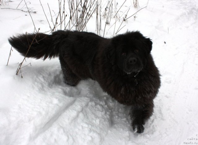 Фото: ньюфаундленд CHansi iz Zolotogo Treugol'nika (Чанси из Золотого Треугольника)