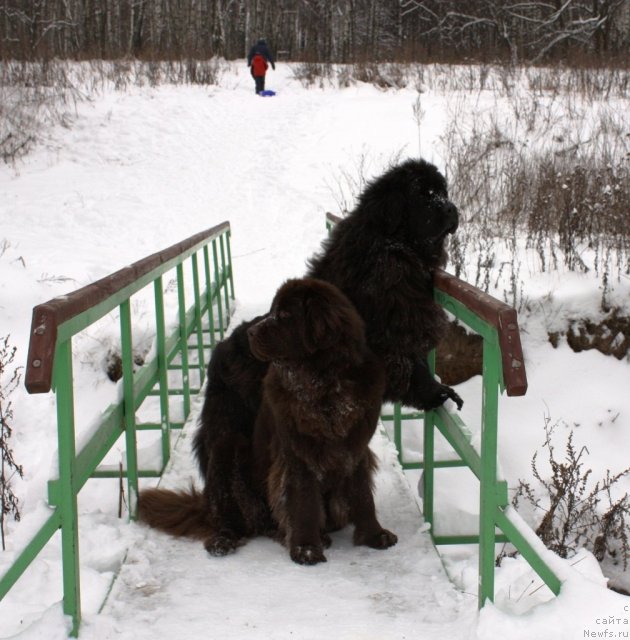 Фото: ньюфаундленд CHansi iz Zolotogo Treugol'nika (Чанси из Золотого Треугольника), ньюфаундленд Chernyi Sharm Angel'skaya Krasota (Черный Шарм Ангельская Красота)