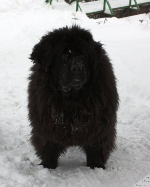 Фото: ньюфаундленд CHansi iz Zolotogo Treugol'nika (Чанси из Золотого Треугольника)