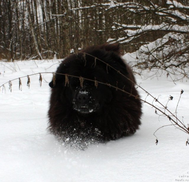 Фото: ньюфаундленд CHansi iz Zolotogo Treugol'nika (Чанси из Золотого Треугольника)