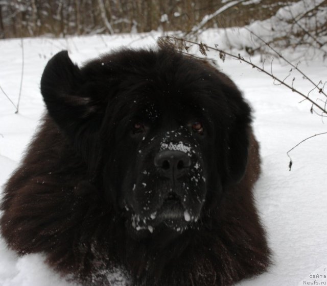 Фото: ньюфаундленд CHansi iz Zolotogo Treugol'nika (Чанси из Золотого Треугольника)