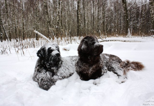 Фото: ньюфаундленд CHansi iz Zolotogo Treugol'nika (Чанси из Золотого Треугольника), ньюфаундленд Chernyi Sharm Angel'skaya Krasota (Черный Шарм Ангельская Красота)