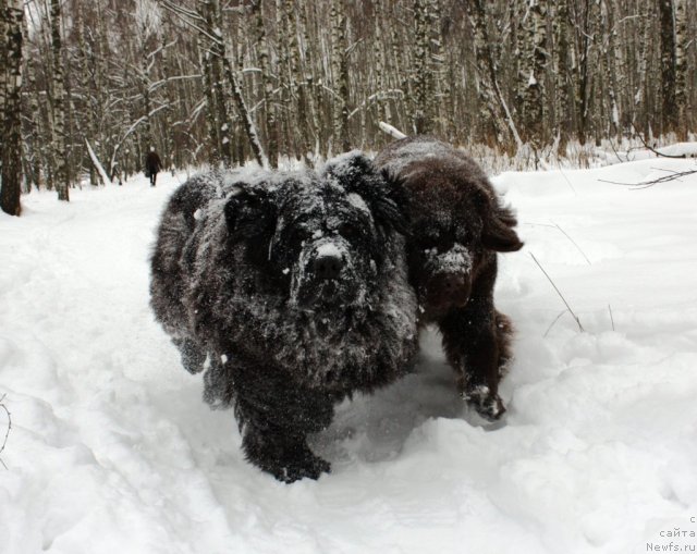 Фото: ньюфаундленд CHansi iz Zolotogo Treugol'nika (Чанси из Золотого Треугольника), ньюфаундленд Chernyi Sharm Angel'skaya Krasota (Черный Шарм Ангельская Красота)