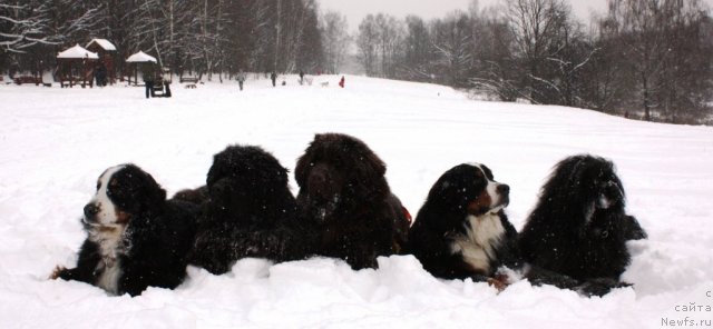 Фото: Граня, ньюфаундленд CHansi iz Zolotogo Treugol'nika (Чанси из Золотого Треугольника), ньюфаундленд Chernyi Sharm Angel'skaya Krasota (Черный Шарм Ангельская Красота), Тай, Понтий
