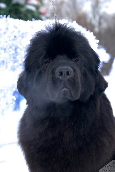 Фото: ньюфаундленд Grand Byebi Ariadna (Гранд Бэби Ариадна)