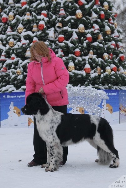 Фото: ньюфаундленд Sent Djons Faberge Collection (Сент Джонс Фаберже Коллекшен)