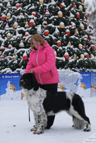 Фото: ньюфаундленд Sent Djons Faberge Collection (Сент Джонс Фаберже Коллекшен)