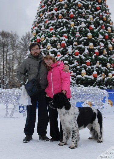 Фото: ньюфаундленд Sent Djons Faberge Collection (Сент Джонс Фаберже Коллекшен)