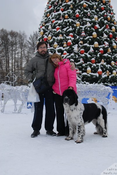 Фото: ньюфаундленд Sent Djons Faberge Collection (Сент Джонс Фаберже Коллекшен)