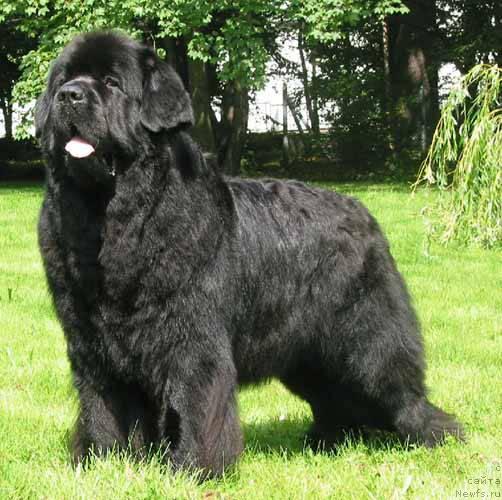 Фото: ньюфаундленд Prince Pepi Wichrowe Laki