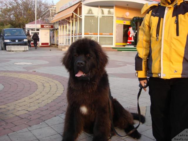 Фото: ньюфаундленд Potap Fidel' (Потап Фидель)