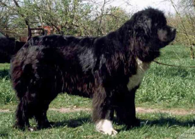 Фото: ньюфаундленд Beatrycze Wichrowe Laki