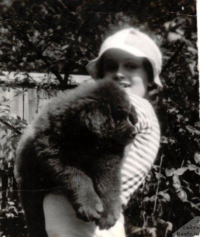 Фото: ньюфаундленд Gryem Alrif Botsveyn (Грэм Алриф Ботсвейн)